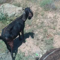 بز پاکستانی