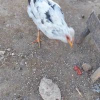 وارک گلین|حیوانات مزرعه|سرپل ذهاب, |دیوار