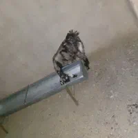 کهر نره مری