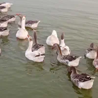 غاز|حیوانات مزرعه|چاف و چمخاله, |دیوار