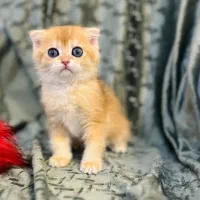 گربه اسکاتیش گلدny11 اصیل