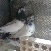 کبوتر کله دم سبز پرشی