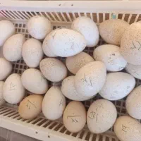 تخم نطفه دار بوقلمون و گلین و برهما