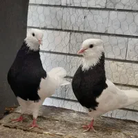 کبوتر طوقی