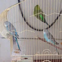 مرغ عشق