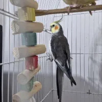 عروس هلندی نر(خاکستری)|پرنده|تنکابن, |دیوار