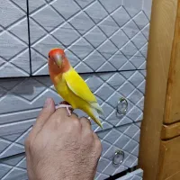 طوطی برزیلی فول دستی