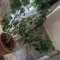شفلرا|گل و گیاه طبیعی|نیشابور, مازول|دیوار
