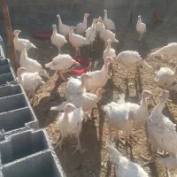 بوقلمون|حیوانات مزرعه|داراب, |دیوار