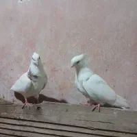 کبوتر کاکولی یه جفت