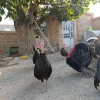 بوقلمون درجه یک