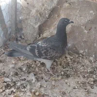 جوجه پلاکی اسمون ندیده