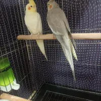 پرنده (عروس هلندی)|پرنده|پرند, فاز ۱|دیوار