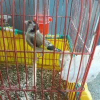 سهره|پرنده|کنگاور, |دیوار