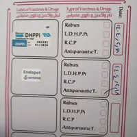 پاکوتاه نژاد شیتزو شناسنامه دار|سگ|اردبیل, |دیوار