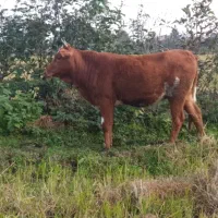 گاو لیشه دورگ محلی