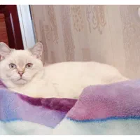 گربه بریتیش نر بلو پوینت چشم آبی یخی