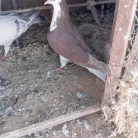 کفتر|پرنده|بیرجند, |دیوار