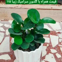 فروش گل و گیاه طبیعی|گل و گیاه طبیعی|رشت, عینک|دیوار
