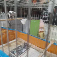 قناری مولد|پرنده|آمل, |دیوار