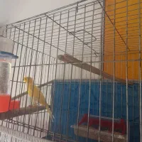 قناری مست|پرنده|بوکان, |دیوار