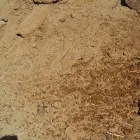 کود گوسفند|لوازم جانبی حیوانات|رفسنجان, |دیوار