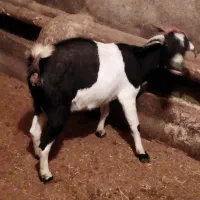 بزبز|حیوانات مزرعه|ملایر, |دیوار