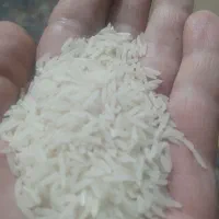 برنج فجر سوزنی