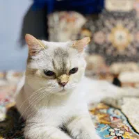 گربه بریتیش