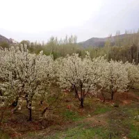 فروش زمین در روستا مارکده