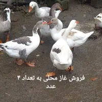 فروش غاز محلی ۸ نیم ماهه