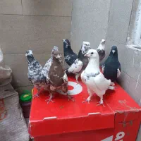 کفتر شهرستانی