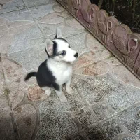 توله هاسکی|سگ|کرج, خرمدشت|دیوار