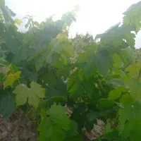 برگ انگور