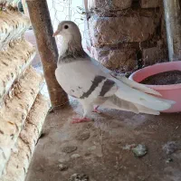 کبوترجفتی پرشی|پرنده|اقبالیه, |دیوار