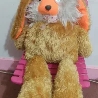 خرگوش گوش بلند