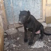 توله سه ماهه پیتبول|سگ|مریوان, |دیوار