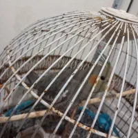 طوطی عروس ماده