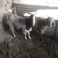 بز بزغاله بره