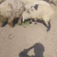 فروش بره نروماده|حیوانات مزرعه|خاش, |دیوار