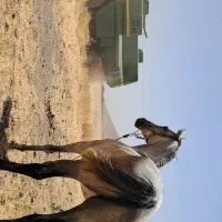 مادیان فروشی قیمت 40ملیون|اسب و تجهیزات اسب‌سواری|اسدآباد, |دیوار