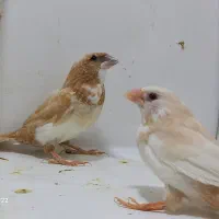 بنگالی چشم قرمز کاکلی