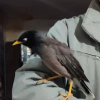 طوطیهای خونگی دستی مینا عروس کوتوله شاه|پرنده|مشهد, کریم آباد|دیوار