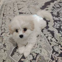 واگذاری توله شیتزو کراس