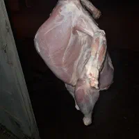 بوقلمون گوشتی ارگانیک|حیوانات مزرعه|زرقان, |دیوار