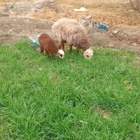 سلام یک میش بابره بره ماده  سالم  جوان