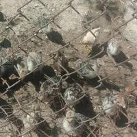 بوقلمون مادر با