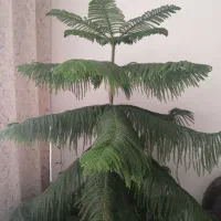 کاج مطبق