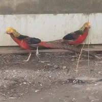 پرنده زینتی|پرنده|مینودشت, |دیوار