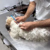 سگ شیتزو|سگ|آستارا, |دیوار